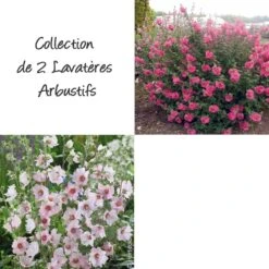 Collection De 2 Lavatères Arbustives