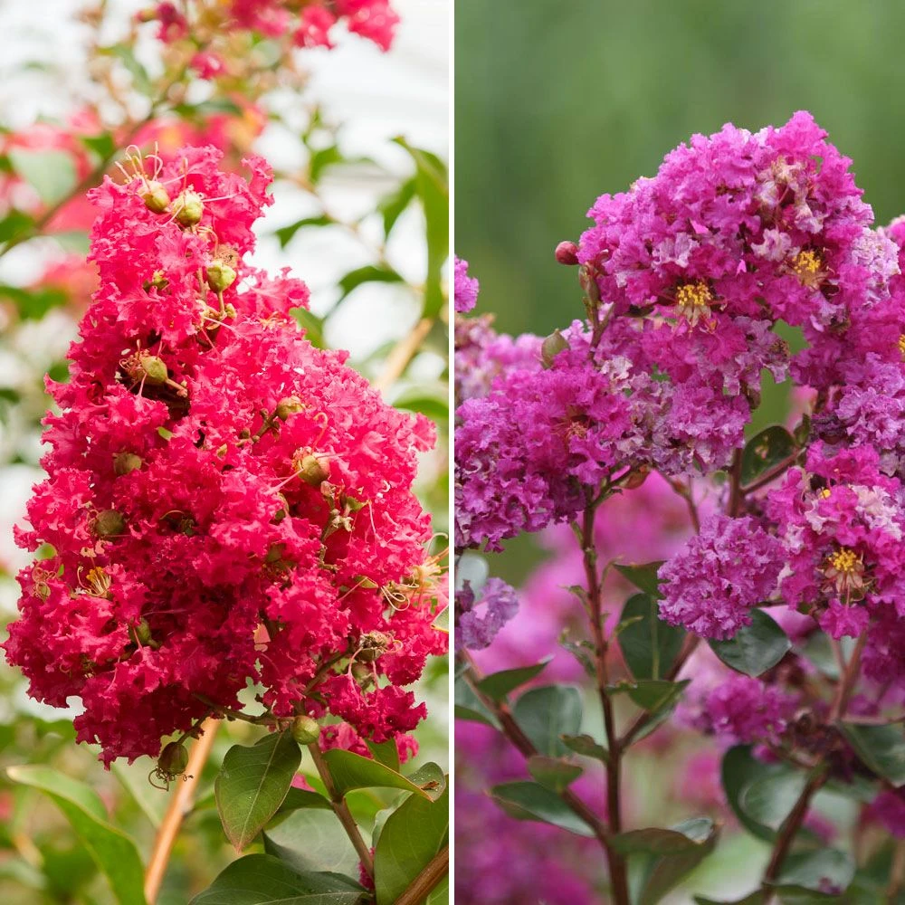 Collection De 2 Lagerstroemia Ou Lilas Des Indes 1 Collection De 2 Lagerstroemia Ou Lilas Des Indes