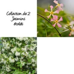 Collection De 2 Jasmins étoilés