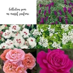 Collection Pour Un Massif Parfumé