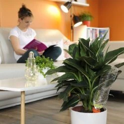 Cônes D’arrosage AQUASOLO ®