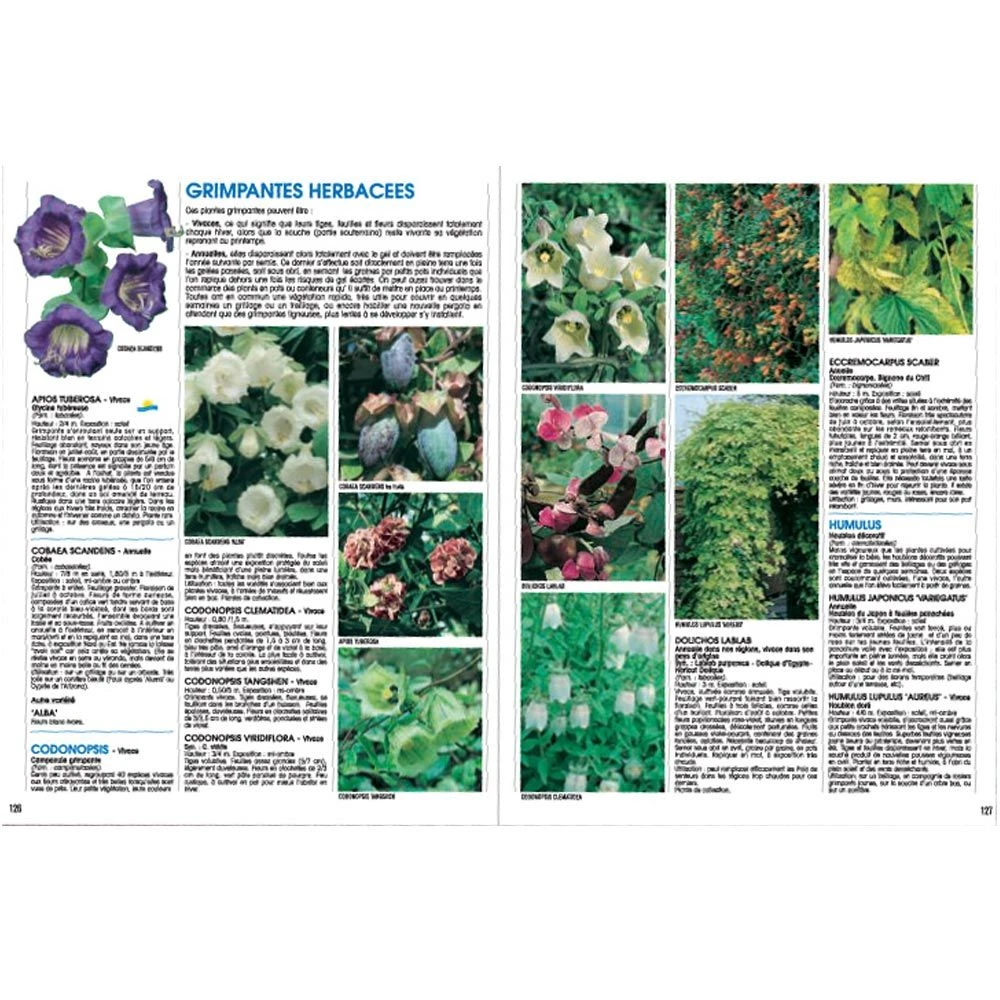 Le Guide : Plantes Grimpantes 2 Le Guide : Plantes Grimpantes – Image 2