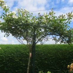 Tuteur Parapluie 9 Pétales Pour Rosier Pleureur H 2.5 M 10 Tuteur Parapluie 9 Pétales Pour Rosier Pleureur H 2.5 M -Jardin Entretien Magasin 9235c tuteur parapluie 9 p tales pour rosier pleureur h 2.5 m moulin t1000