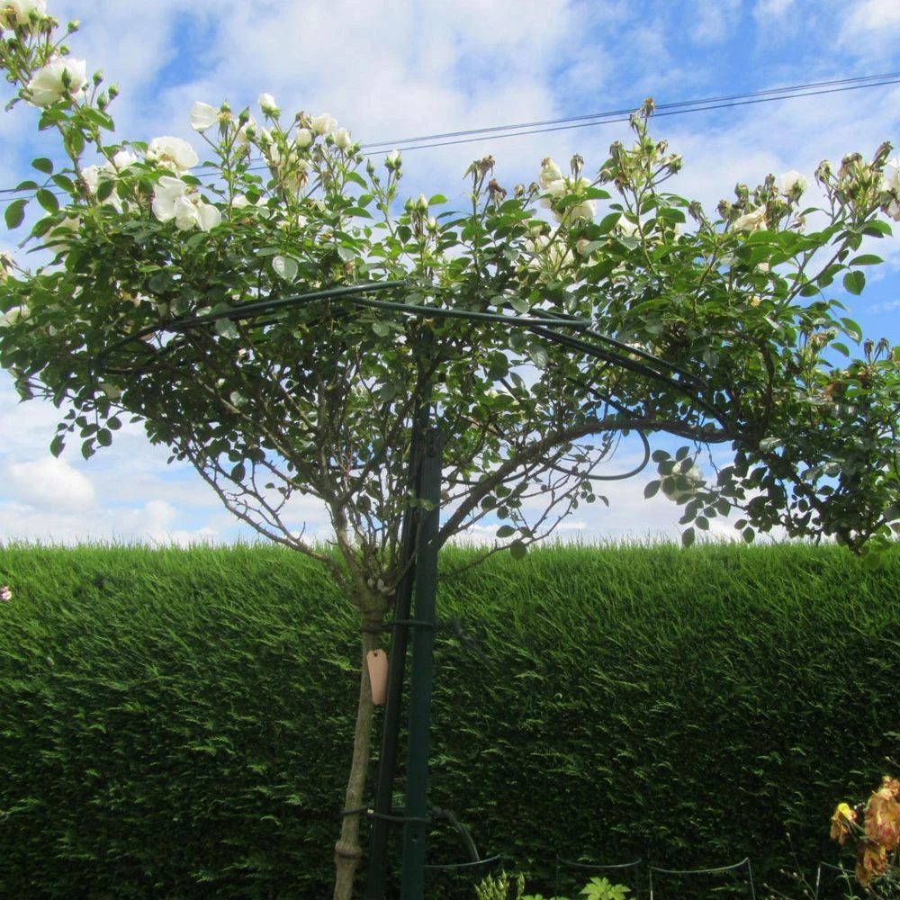 Tuteur Parapluie 9 Pétales Pour Rosier Pleureur H 2.5 M 5 Tuteur Parapluie 9 Pétales Pour Rosier Pleureur H 2.5 M – Image 5