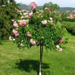 Tuteur Parapluie 9 Pétales Pour Rosier Pleureur H 2.5 M 11 Tuteur Parapluie 9 Pétales Pour Rosier Pleureur H 2.5 M -Jardin Entretien Magasin 9235c tuteur parapluie 9 petales t1000