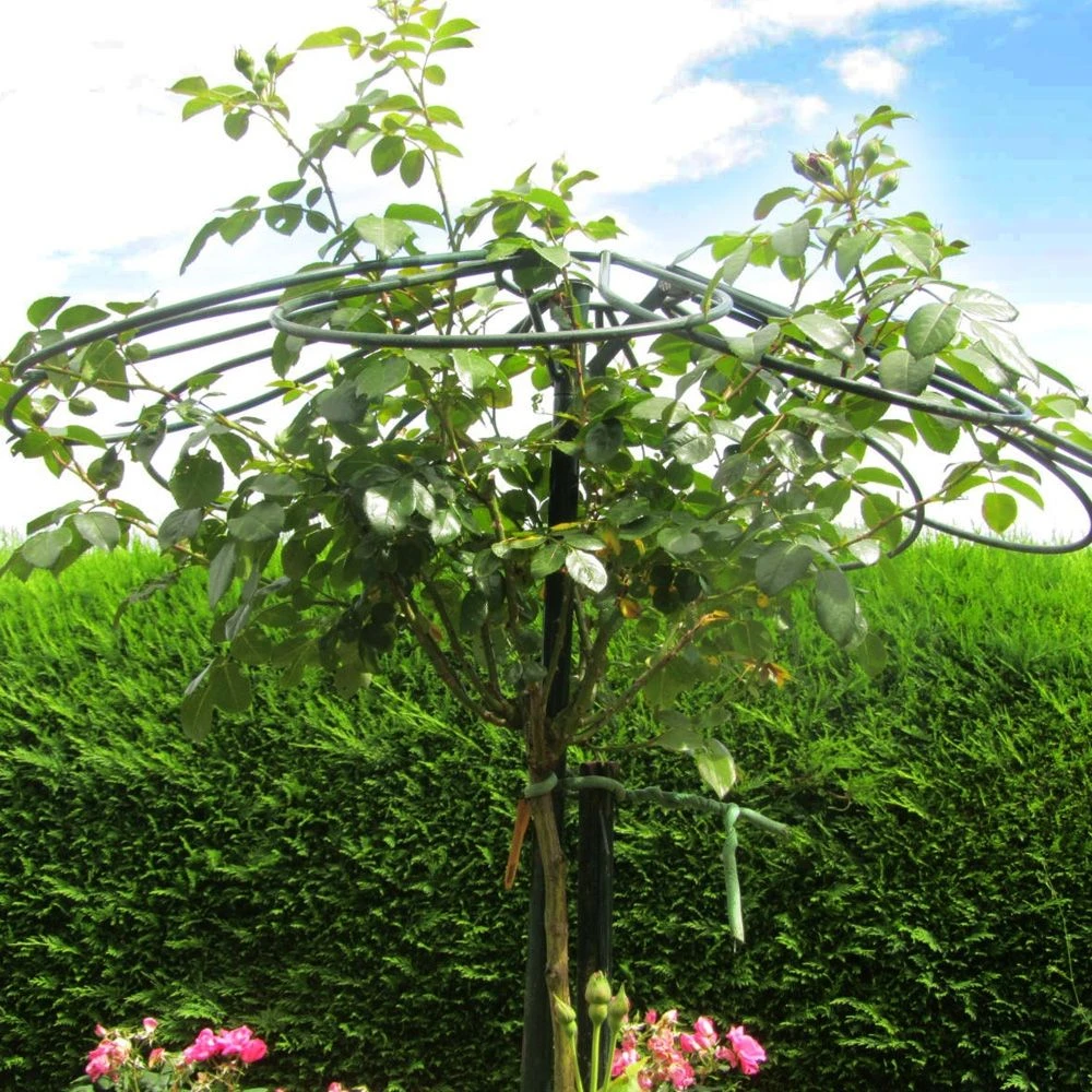 Tuteur Parapluie 9 Pétales Pour Rosier Pleureur H 2.5 M 4 Tuteur Parapluie 9 Pétales Pour Rosier Pleureur H 2.5 M – Image 4