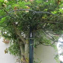 Tuteur Parapluie 9 Pétales Pour Rosier Pleureur H 2.5 M 8 Tuteur Parapluie 9 Pétales Pour Rosier Pleureur H 2.5 M -Jardin Entretien Magasin 9235e tuteur parapluie 9 p tales pour rosier pleureur h 2.5 m moulin t1000