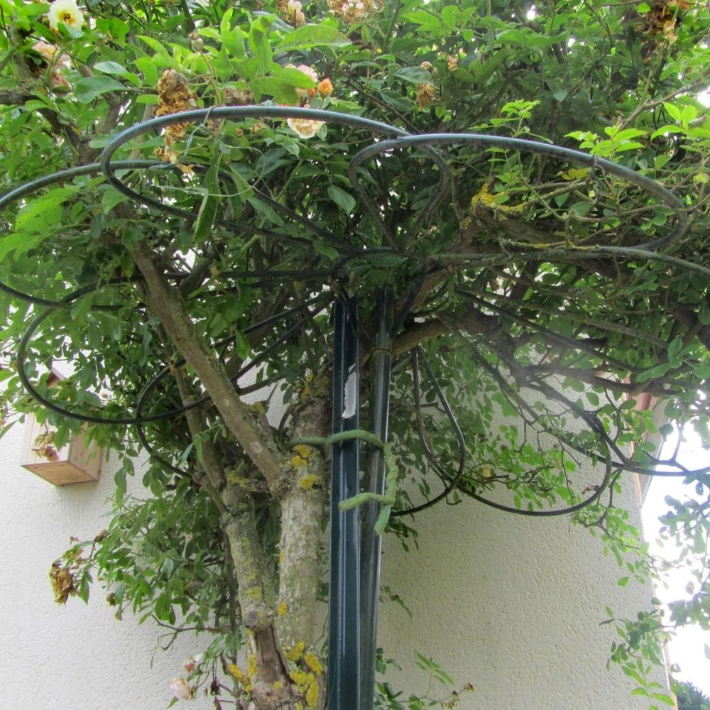 Tuteur Parapluie 9 Pétales Pour Rosier Pleureur H 2.5 M 3 Tuteur Parapluie 9 Pétales Pour Rosier Pleureur H 2.5 M – Image 3