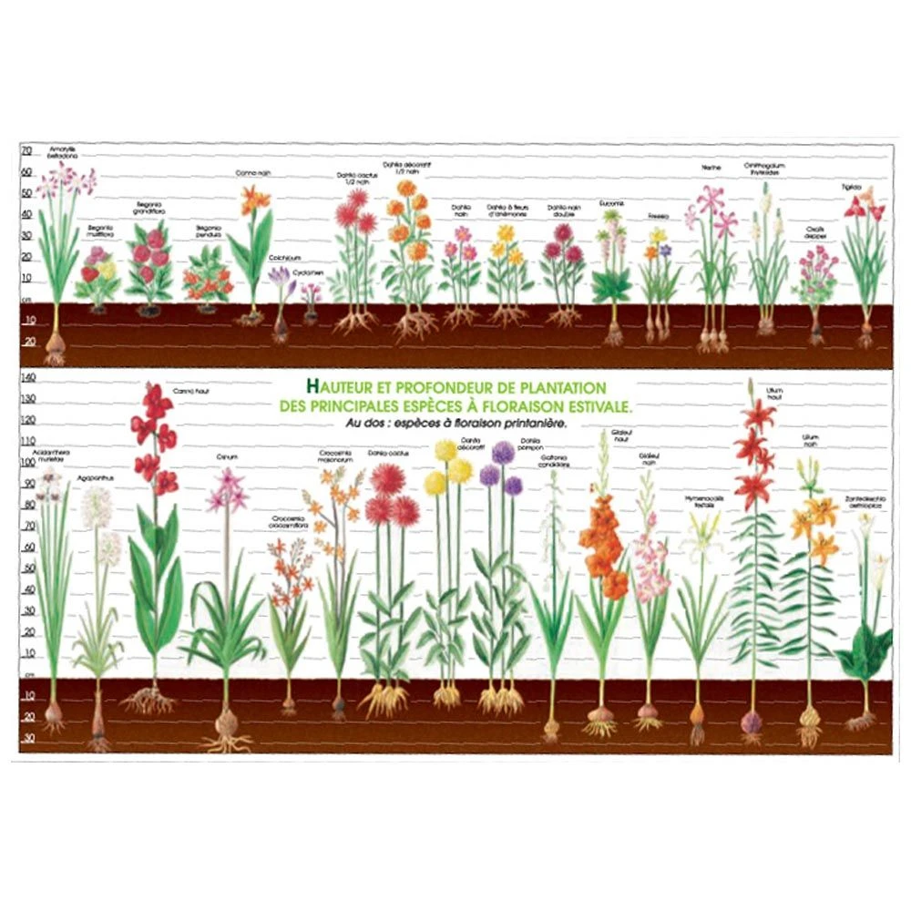 Le Guide : Bulbes à Fleurs 2 Le Guide : Bulbes à Fleurs – Image 2