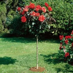 Tuteur Pour Rosier Tige H 1.7 M -Jardin Entretien Magasin 9252 tuteur rosier taille1000 ho