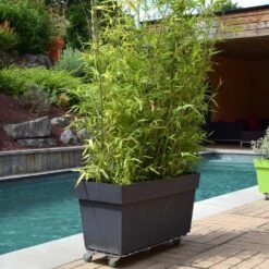 Roule Plante Rectangle