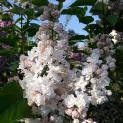 Lilas Commun Double Belle De Moscou