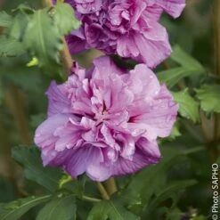 Althéa Ou Hibiscus Syriacus FRENCH CABARET ® Purple ‘Mindouv5’