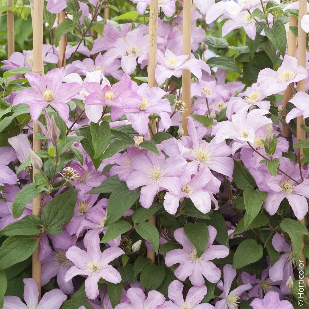 Clématite Ou Clematis X 'Comtesse De Bouchaud'