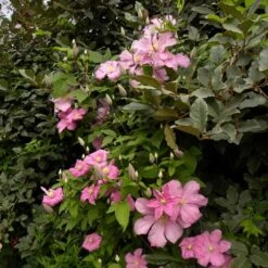 Clématite Ou Clematis X 'Comtesse De Bouchaud' -Jardin Entretien Magasin a022 clematite cl matite comtesse de bouchaud dans haie 6 1000x1000