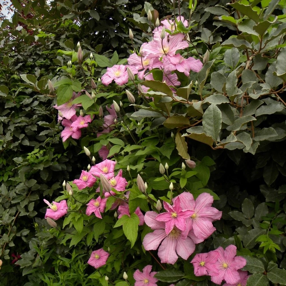 Clématite Ou Clematis X 'Comtesse De Bouchaud' – Image 3