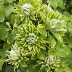 Clématite Ou Clematis X GREEN PASSION ® ‘Zo11050’