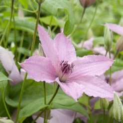 Clématite Ou Clematis X 'Hagley Hybrid'