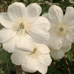 Clématite Ou Clematis X ‘Mme Lecoultre’ -Jardin Entretien Magasin a026 clematis madame lecoul 1000x1000