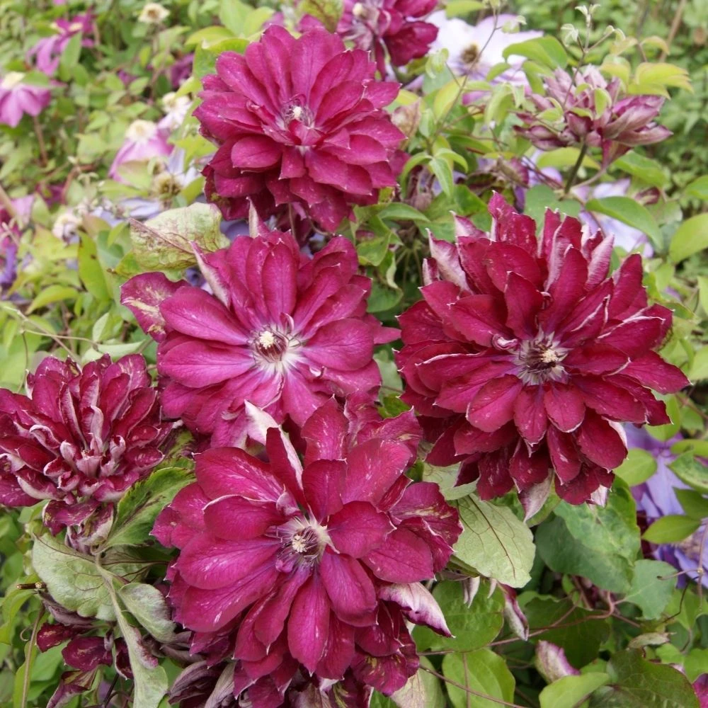 Clématite Ou Clematis X RED PASSION ® ‘Zo110056’