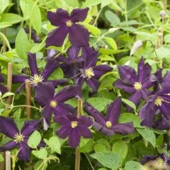 Clématite Ou Clematis X ‘Romantika’ -Jardin Entretien Magasin a028 cl matite romantika horticolor pl090484