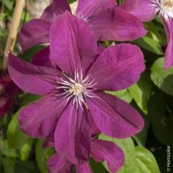 Clématite Ou Clematis X ‘Rouge Cardinal’ -Jardin Entretien Magasin a029 cl matite rouge cardinal horticolor sdu080470