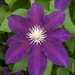 Clématite Ou Clematis X ‘The Vagabond’ -Jardin Entretien Magasin a030 clematite the vagabond horticolor sdu080333