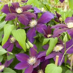 Clématite Ou Clematis X ‘The Vagabond’
