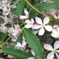 Clématite Du Père Armand Ou Clematis Armandii ‘Apple Blossom’