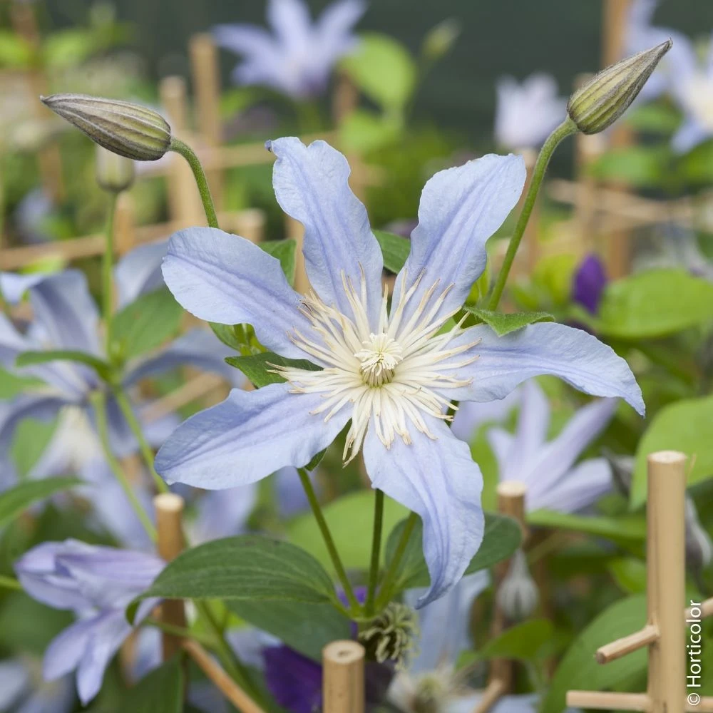Clématite Ou Clematis Integrifolia BLUE RIVER ® ‘Zoblueriver’ 2 Clématite Ou Clematis Integrifolia BLUE RIVER ® ‘Zoblueriver’ – Image 2