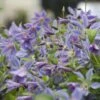 Clématite Ou Clematis Integrifolia BLUE RIVER ® ‘Zoblueriver’