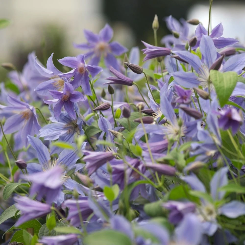 Clématite Ou Clematis Integrifolia BLUE RIVER ® ‘Zoblueriver’ 1 Clématite Ou Clematis Integrifolia BLUE RIVER ® ‘Zoblueriver’
