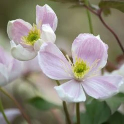Clématite Des Montagnes Ou Clematis Montana GIANT STAR ® ‘Gistar’ -Jardin Entretien Magasin a034 clematite cl matite montana giant star 1000x1000 1