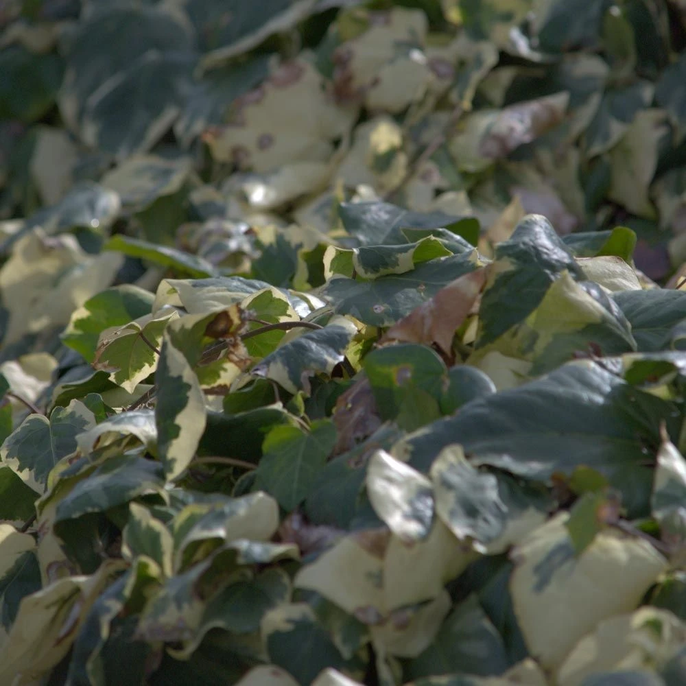 Lierre D'Alger Panaché Ou Hedera Algeriensis 'Gloire De Marengo' 5 Lierre D'Alger Panaché Ou Hedera Algeriensis 'Gloire De Marengo' – Image 5