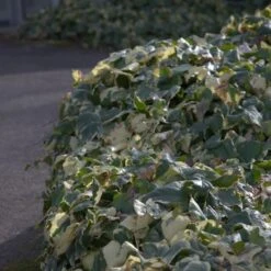 Lierre D'Alger Panaché Ou Hedera Algeriensis 'Gloire De Marengo' 11 Lierre D'Alger Panaché Ou Hedera Algeriensis 'Gloire De Marengo' -Jardin Entretien Magasin a036 a037 lierre hedera glo 1000x1000