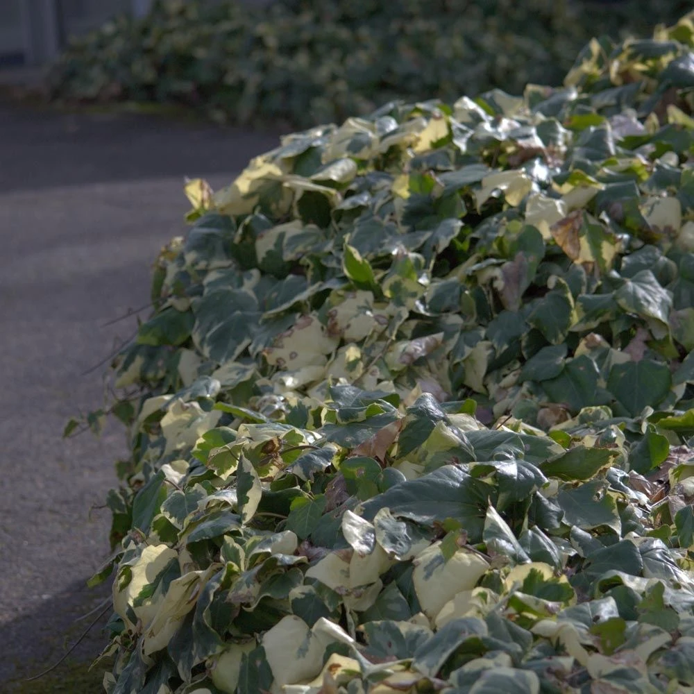 Lierre D'Alger Panaché Ou Hedera Algeriensis 'Gloire De Marengo' 6 Lierre D'Alger Panaché Ou Hedera Algeriensis 'Gloire De Marengo' – Image 6
