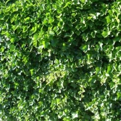 Lierre D'Irlande Ou Hedera Helix 'Hibernica' -Jardin Entretien Magasin a038 a039 lierre hedera hib 1000x1000
