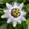 Passiflore, Fleur De La Passion Ou Passiflora Caerula CLEAR SKY ®
