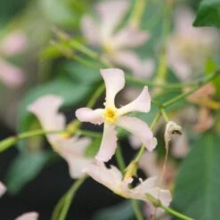 Jasmin étoilé Ou Trachelospermum Asiaticum PINK SHOWERS ®