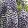 Glycine Du Japon Ou Wisteria Floribunda 'Violacea Plena'