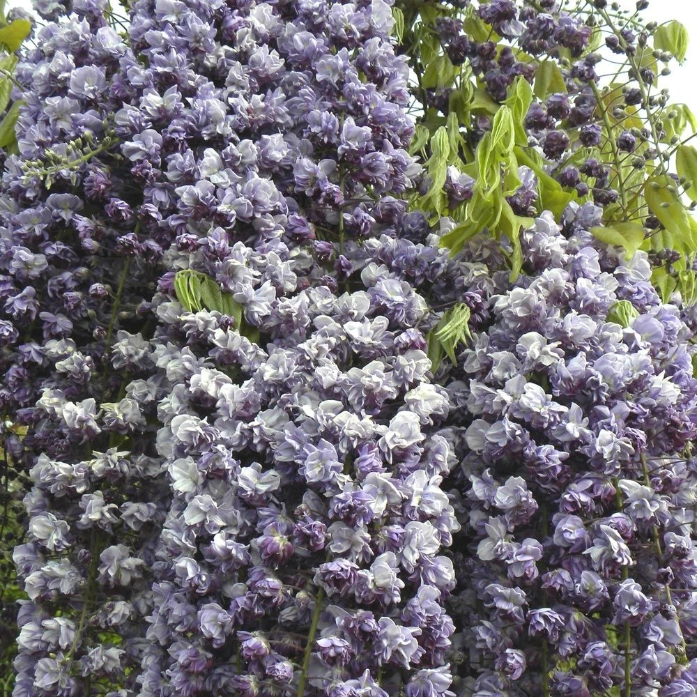 Glycine Du Japon Ou Wisteria Floribunda 'Violacea Plena' 1 Glycine Du Japon Ou Wisteria Floribunda 'Violacea Plena'