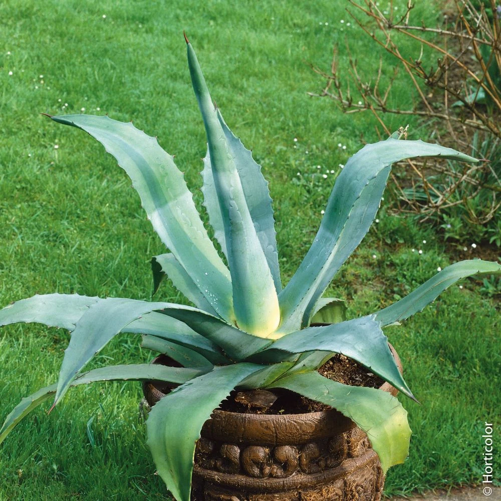 Agave D’Amérique Ou Agave Americana 1 Agave D’Amérique Ou Agave Americana