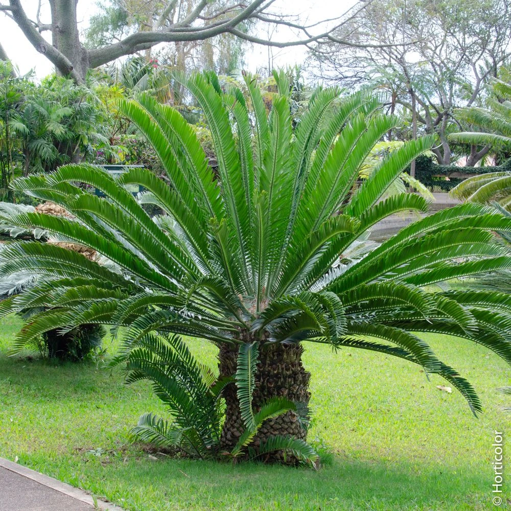 Cycas Revoluta, Cycas Du Japon Ou Sagoutier 2 Cycas Revoluta, Cycas Du Japon Ou Sagoutier – Image 2
