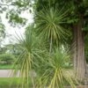Cordyline, Dracaena Ou Cordyline Australis