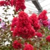Lagerstroemia Indica DYNAMITE ‘Whit II’ Ou Lilas Des Indes Rouge