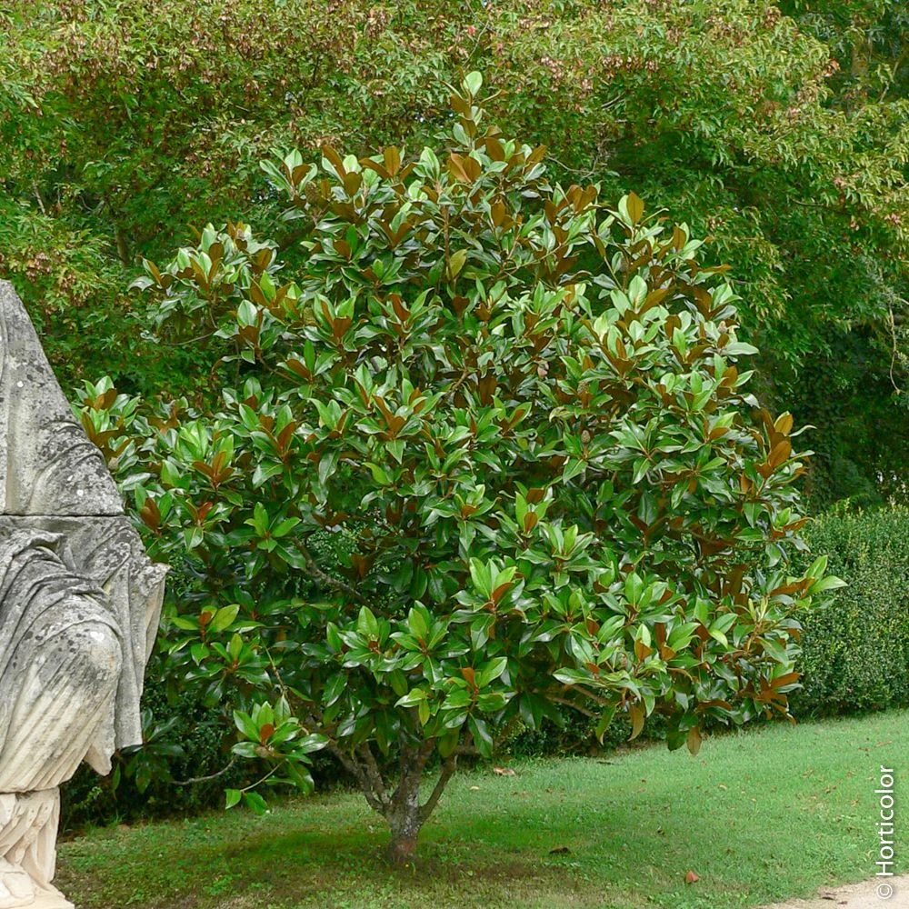 Magnolia Grandiflora Ou Magnolia Persistant à Grandes Fleurs 3 Magnolia Grandiflora Ou Magnolia Persistant à Grandes Fleurs – Image 3