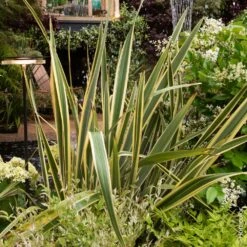 Lin De Nouvelle Zélande Panaché Ou Phormium Tenax ‘Variegatum’