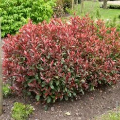 Photinia X Fraseri ‘Carré Rouge’