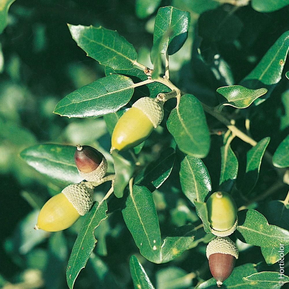 Chêne Vert, Yeuse Ou Quercus Ilex 2 Chêne Vert, Yeuse Ou Quercus Ilex – Image 2