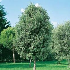 Chêne Vert, Yeuse Ou Quercus Ilex